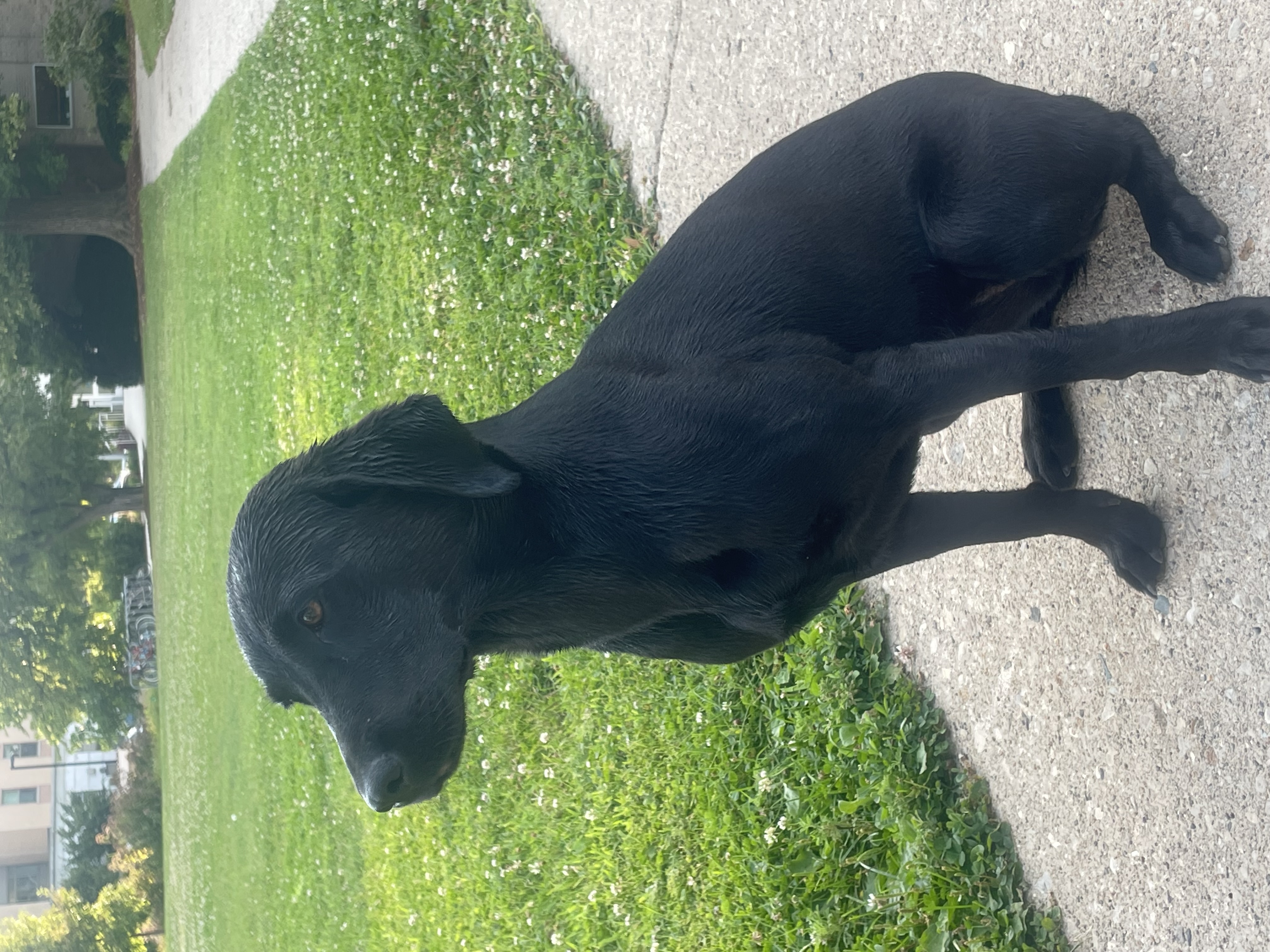 Animal photograph from field notes